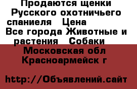 Продаются щенки Русского охотничьего спаниеля › Цена ­ 25 000 - Все города Животные и растения » Собаки   . Московская обл.,Красноармейск г.